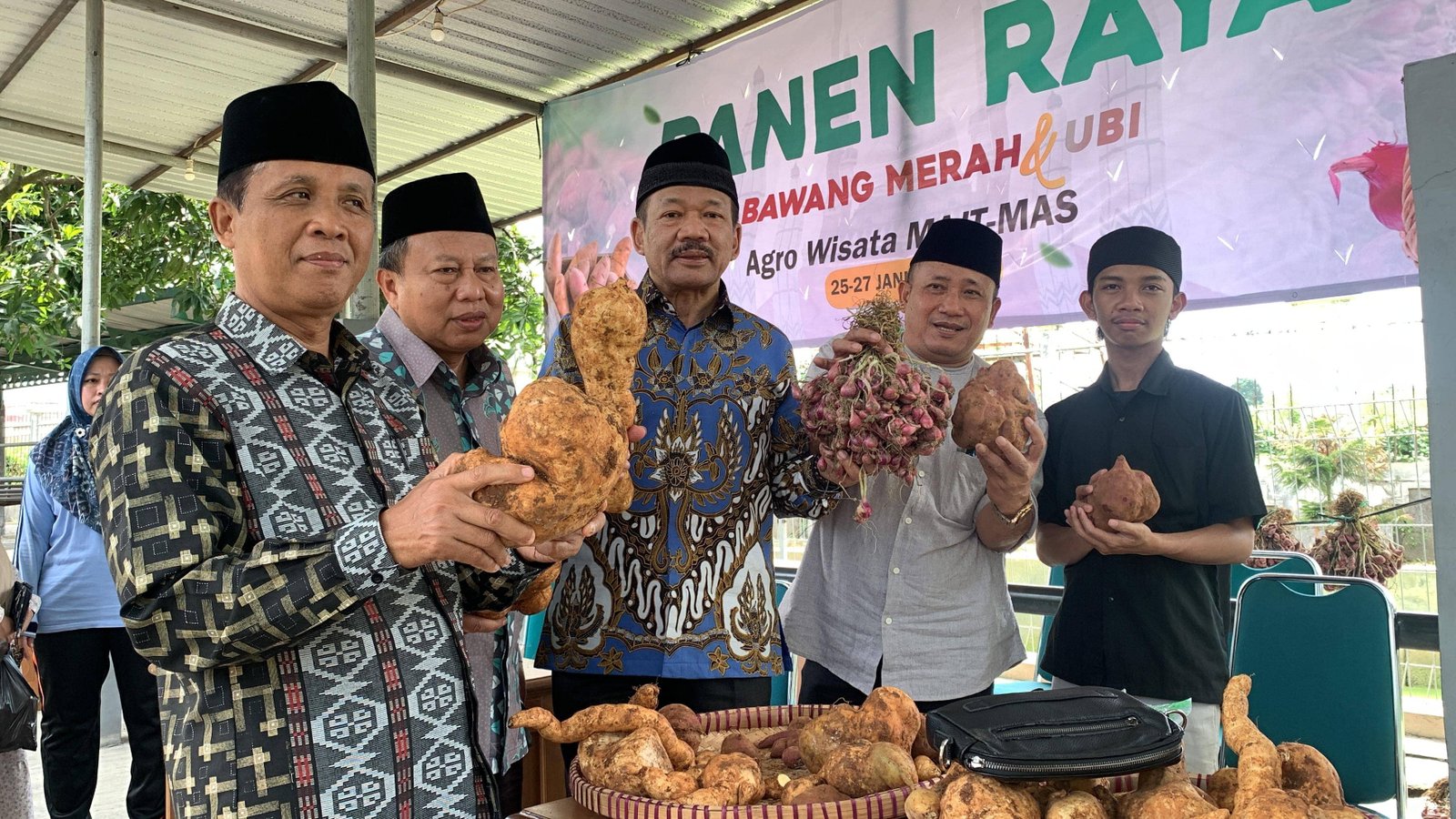Panen Raya Bawang Merah & Ubi diagro wisata MAJT-MAS