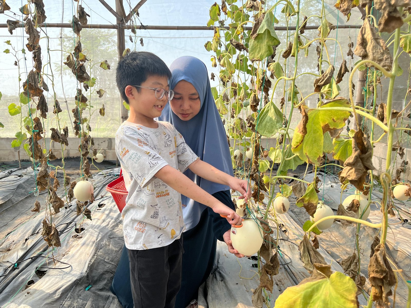 Agrowisata Petik Melon di Masjid Agung Jawa Tengah Jadi Daya Tarik Baru bagi Wisatawan